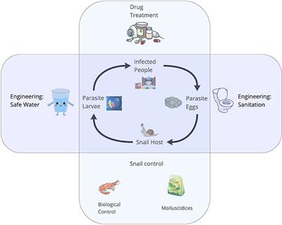 Identification of Snails and Schistosoma of Medical Importance via Convolutional Neural Networks: A Proof-of-Concept Application for Human Schistosomiasis